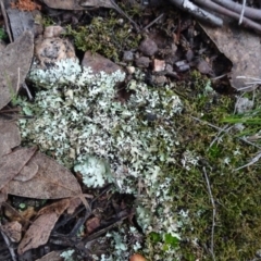 Parmeliaceae (family) at Bungendore, NSW - 10 Jul 2021