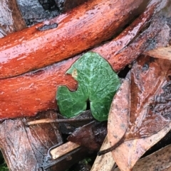 Acianthus sp. at Acton, ACT - 20 Jul 2021