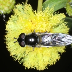 Melangyna viridiceps (Hover fly) at Hackett, ACT - 13 Jul 2021 by jb2602