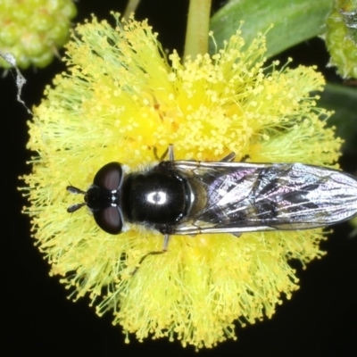 Melangyna viridiceps (Hover fly) at Mount Ainslie - 13 Jul 2021 by jb2602