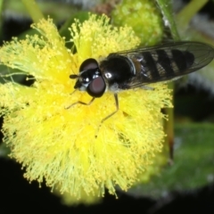 Melangyna viridiceps at Hackett, ACT - 13 Jul 2021 04:15 PM