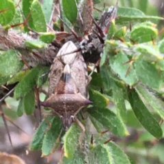 Oechalia schellenbergii (Spined Predatory Shield Bug) at Majura, ACT - 10 Jul 2021 by jbromilow50
