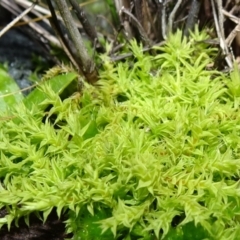 Triquetrella (A trailing moss) at Bungendore, NSW - 10 Jul 2021 by JanetRussell