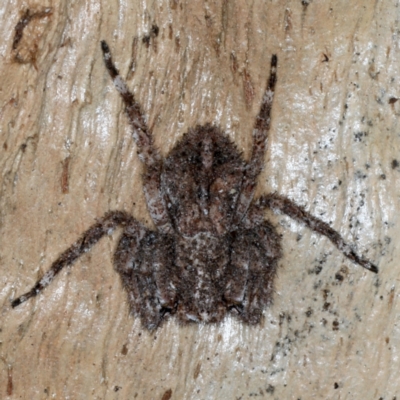 Stephanopis sp. (genus) (Knobbly crab spider) at Majura, ACT - 13 Jul 2021 by jb2602