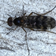 Sylvicola dubius (Wood-gnat) at Ainslie, ACT - 14 Jul 2021 by jb2602