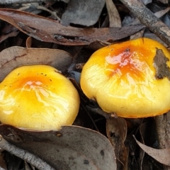 Cortinarius sinapicolor (Slimy Yellow Cortinar) at Aranda Bushland - 19 Jul 2021 by drakes