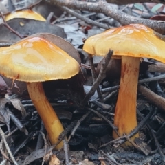 Cortinarius sinapicolor at Point 3852 - 19 Jul 2021