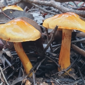 Cortinarius sinapicolor at Point 3852 - 19 Jul 2021