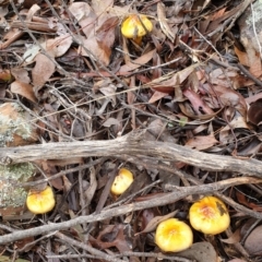 Cortinarius sinapicolor at Point 3852 - 19 Jul 2021