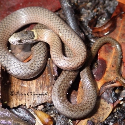 Drysdalia rhodogaster (Mustard-bellied Snake) at Blue Mountains National Park - 22 Mar 2018 by PatrickCampbell