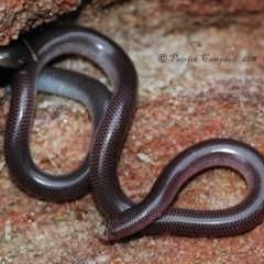 Anilios nigrescens (Blackish Blind Snake) at Blue Mountains National Park - 11 Dec 2018 by PatrickCampbell