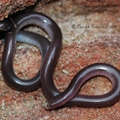 Anilios nigrescens (Blackish Blind Snake) at Blue Mountains National Park - 11 Dec 2018 by PatrickCampbell