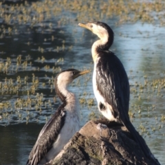 Microcarbo melanoleucos (Little Pied Cormorant) at Upper Stranger Pond - 4 Apr 2021 by MichaelBedingfield