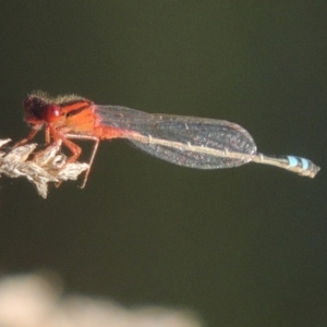 Xanthagrion erythroneurum at Isabella Plains, ACT - 4 Apr 2021 04:57 PM