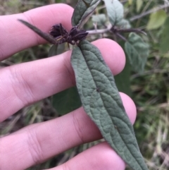 Solanum brownii (Violet Nightshade) at ANBG South Annex - 13 Jul 2021 by Tapirlord