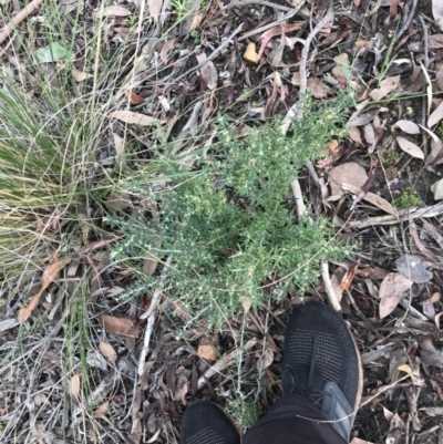 Monotoca scoparia (Broom Heath) at Acton, ACT - 13 Jul 2021 by Tapirlord