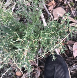 Monotoca scoparia at Acton, ACT - 13 Jul 2021 10:21 AM