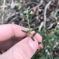 Monotoca scoparia at Acton, ACT - 13 Jul 2021 10:21 AM