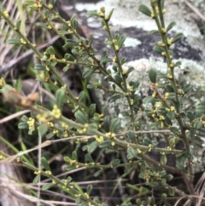 Phyllanthus occidentalis at Acton, ACT - 13 Jul 2021 10:27 AM