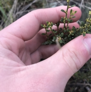 Phyllanthus occidentalis at Acton, ACT - 13 Jul 2021 10:27 AM