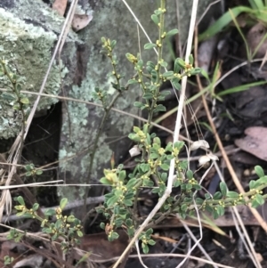 Phyllanthus occidentalis at Acton, ACT - 13 Jul 2021 10:27 AM