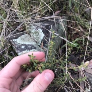 Phyllanthus occidentalis at Acton, ACT - 13 Jul 2021 10:27 AM