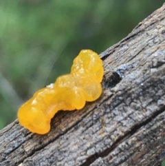 Tremella mesenterica (Witch's Butter or Yellow Brain) at ANBG South Annex - 13 Jul 2021 by Tapirlord