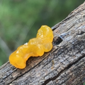 Tremella mesenterica at Acton, ACT - 13 Jul 2021