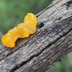 Tremella mesenterica at Acton, ACT - 13 Jul 2021