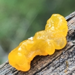 Tremella mesenterica at Acton, ACT - 13 Jul 2021