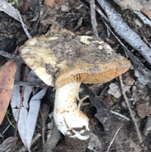 zz agaric (stem; gills not white/cream) at Acton, ACT - 13 Jul 2021