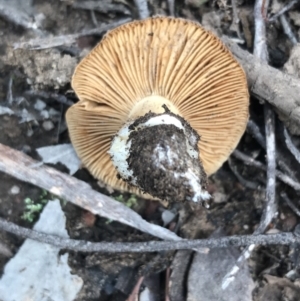 zz agaric (stem; gills not white/cream) at Acton, ACT - 13 Jul 2021 10:45 AM