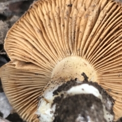 zz agaric (stem; gills not white/cream) at Acton, ACT - 13 Jul 2021