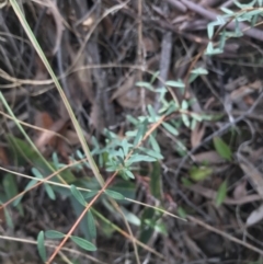 Pimelea linifolia subsp. linifolia at Acton, ACT - 13 Jul 2021