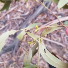 Eucalyptus (genus) (A Gum Tree) at Tinderry, NSW - 13 Jun 2021 by danswell