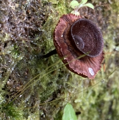 Unidentified Fungus at Paddys River, ACT - 19 Jul 2021 by AnneG1