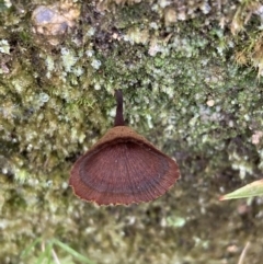 Coltricia sp. at Gibraltar Pines - 19 Jul 2021 by AnneG1