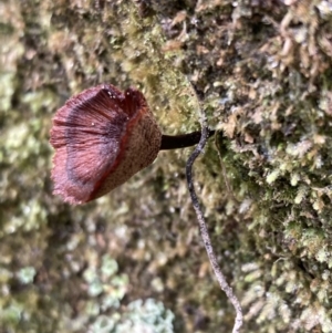 Coltricia sp. at Paddys River, ACT - 19 Jul 2021