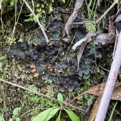 Peltigera (A foliose lichen) at Gibraltar Pines - 19 Jul 2021 by AnneG1