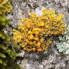 Teloschistes sp. (genus) (A lichen) at Paddys River, ACT - 19 Jul 2021 by AnneG1
