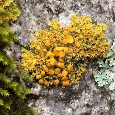 Teloschistes sp. (genus) (A lichen) at Paddys River, ACT - 19 Jul 2021 by AnneG1
