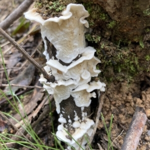 Byssomerulius corium at Paddys River, ACT - 19 Jul 2021