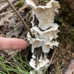 Byssomerulius corium at Paddys River, ACT - 19 Jul 2021