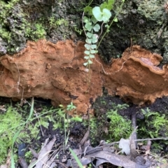 Phellinus sp. (non-resupinate) (A polypore) at Gibraltar Pines - 19 Jul 2021 by AnneG1