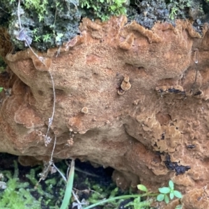 Phellinus sp. (non-resupinate) at Paddys River, ACT - 19 Jul 2021