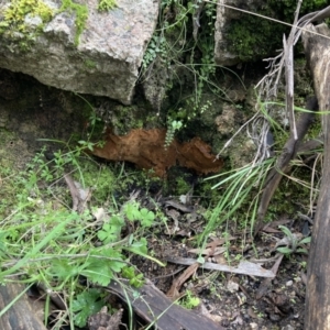 Phellinus sp. (non-resupinate) at Paddys River, ACT - 19 Jul 2021