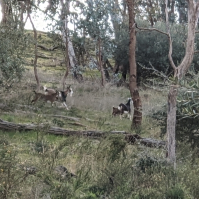 Capra hircus (Goat) at Springdale Heights, NSW - 21 Jul 2021 by ChrisAllen