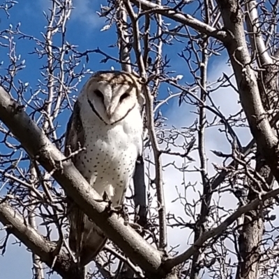 Tyto alba (Barn Owl) at South Albury, NSW - 21 Jul 2021 by Zibet