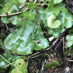 Lunularia cruciata (A thallose liverwort) at Lyneham, ACT - 19 Jul 2021 by Tapirlord