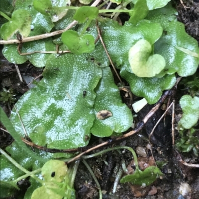 Lunularia cruciata (A thallose liverwort) at Lyneham, ACT - 19 Jul 2021 by Tapirlord